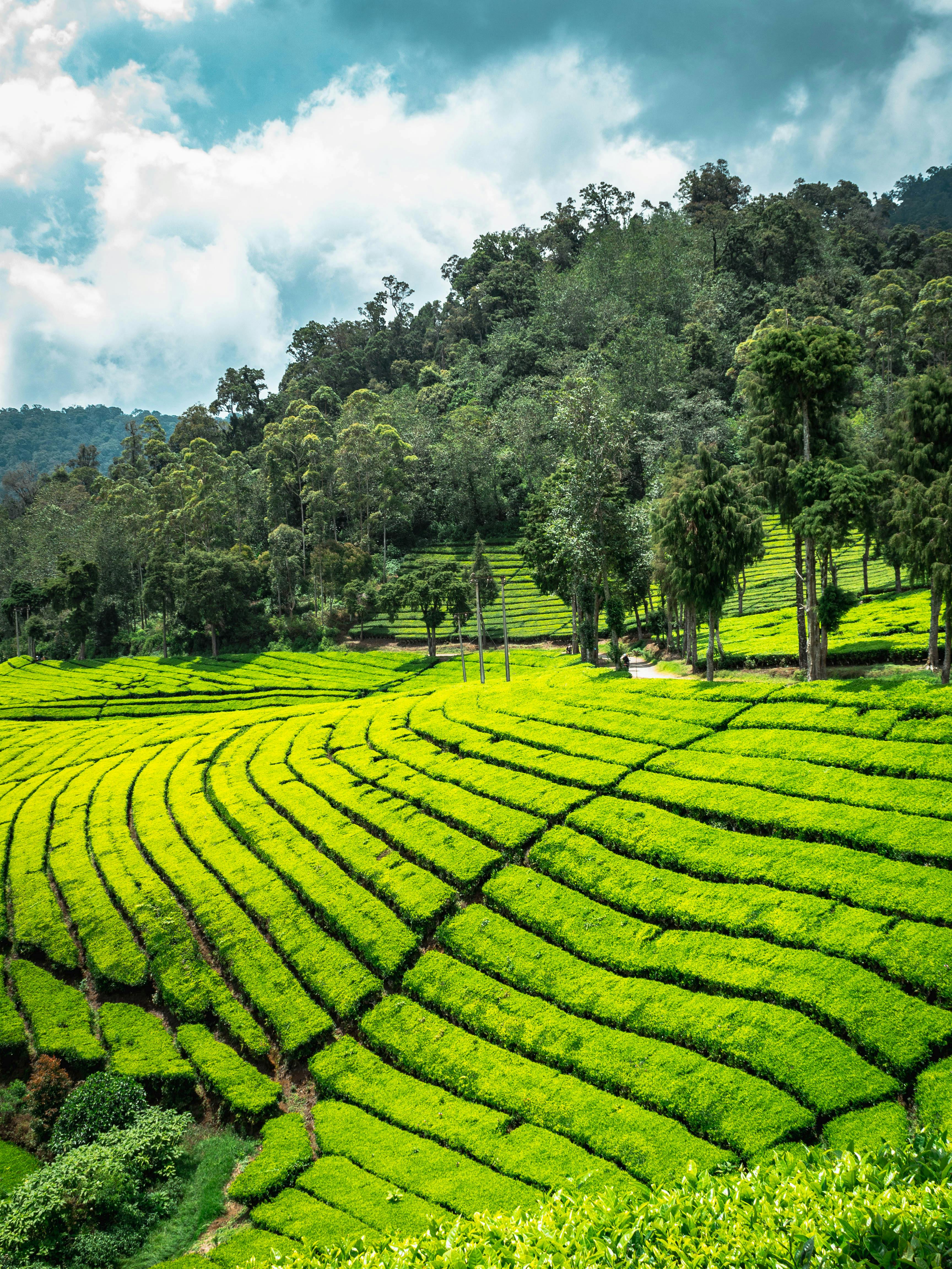 Munnar Tourism - Premium Taxi Services by Ektha Cabs Cochin